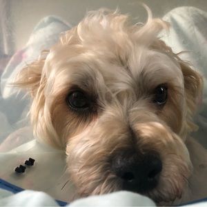 Meet your Posher, Rachel